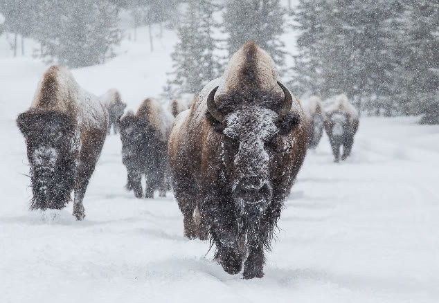 Buffalos running towards the storm